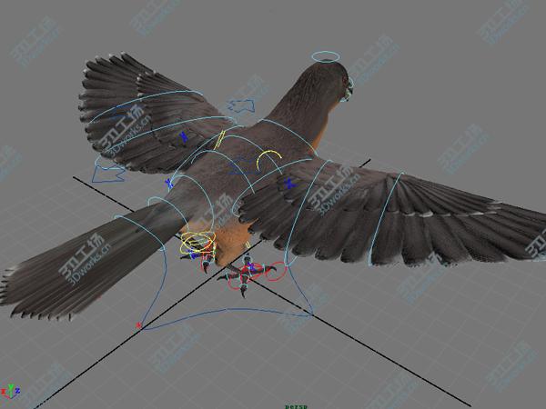 images/goods_img/202105071/Passenger pigeon/2.jpg